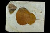 Three Fossil Leaves (Zizyphoides And Vibernum) - Montana #120803-2